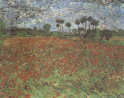 Vincent Van Gogh Field with Poppies (nn04)